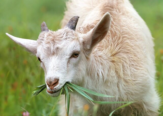 Classic Female Goat Names