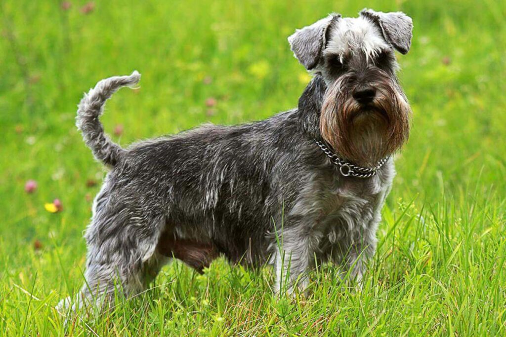 Common Complaints About Schnauzers