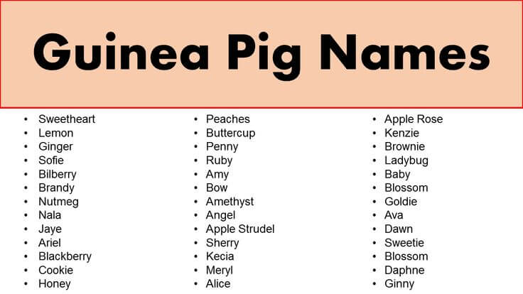 Creative Guinea Pig Names