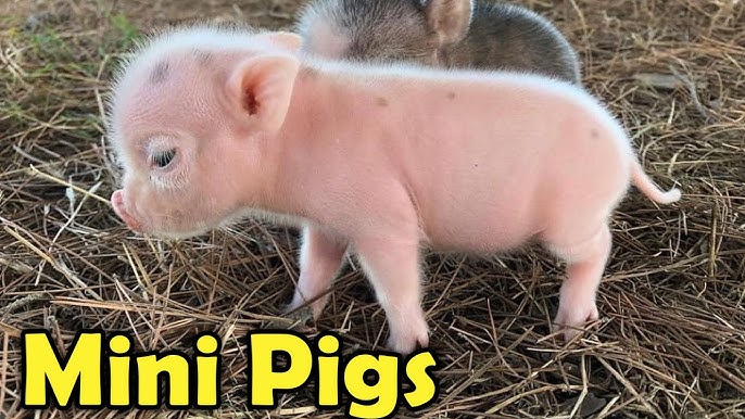 Cute Boy Pig Names