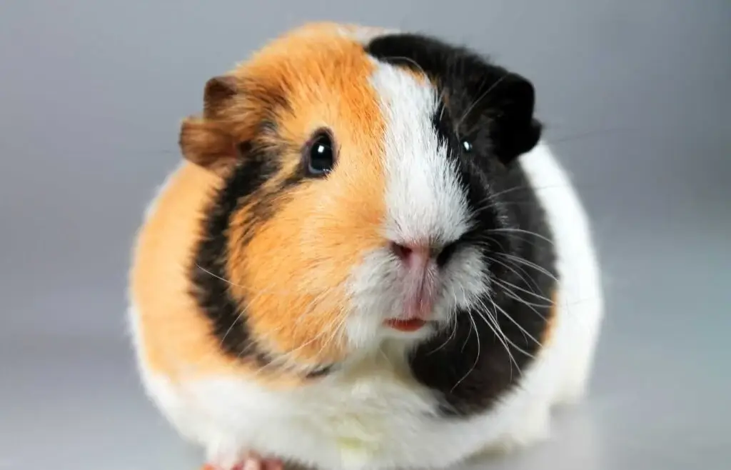 Cute Guinea Pig Names