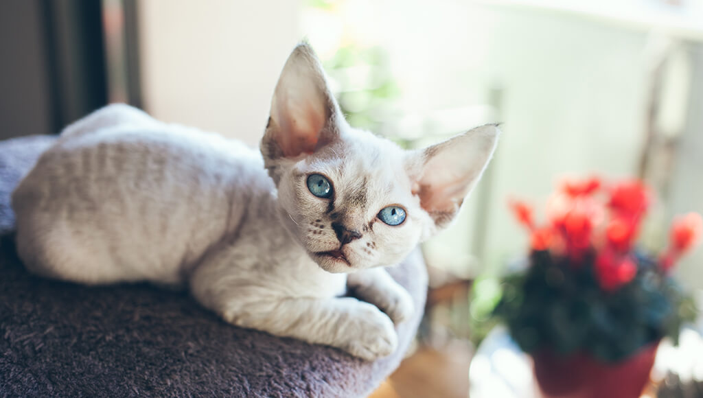 Devon Rex Cat