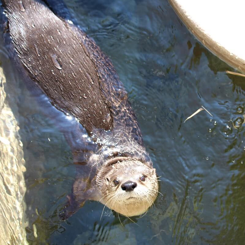 Famous Otter Names