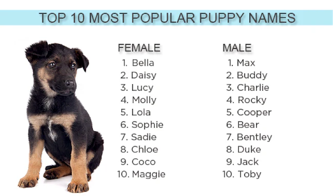 popular girl dog names