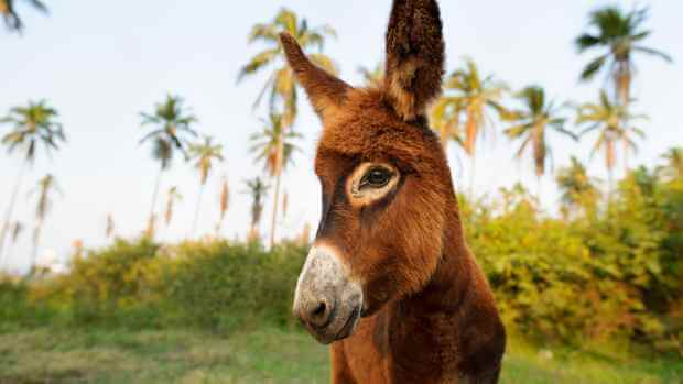 Female Donkey Names