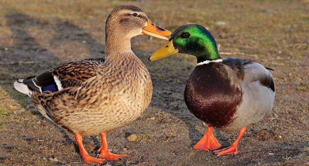 Funny Duck Names