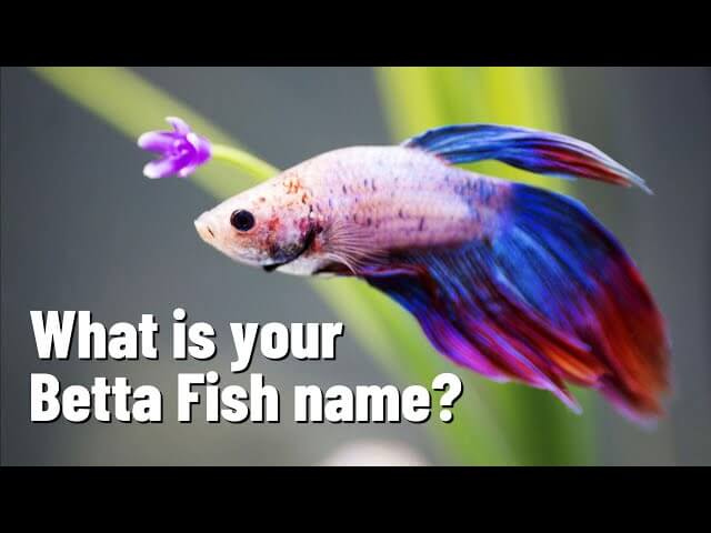 Funny Fish Names