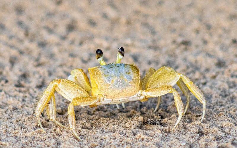 Gender-Specific Hermit Crab Names