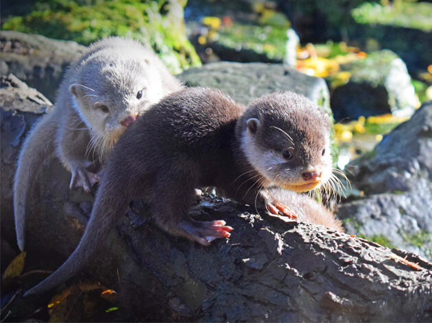 Gender-Specific Otter Names