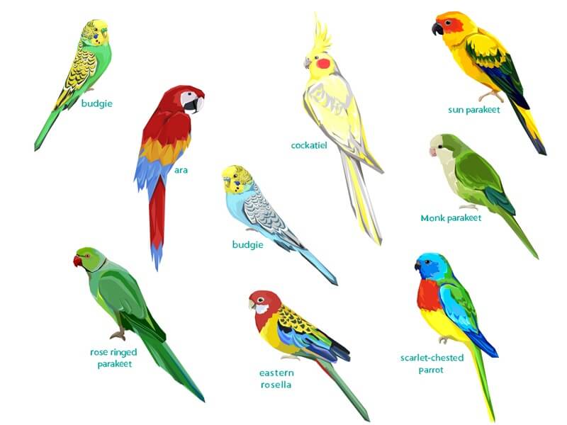 Gender-Specific Parrot Names