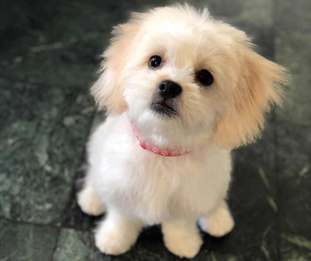 History and Origin of the Maltese Shih Tzu Mix