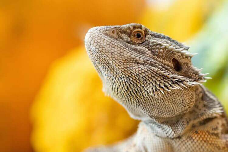 How to Choose the Perfect Name for Your Bearded Dragon