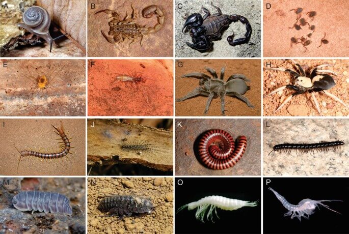 Invertebrates