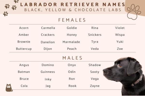 Labrador Retriever Names list