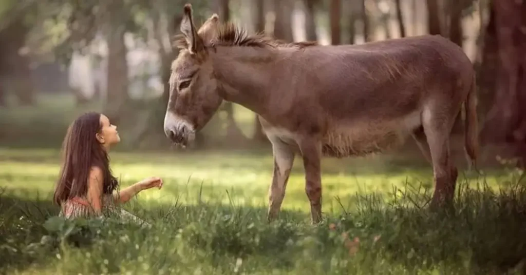 Male Donkey Names