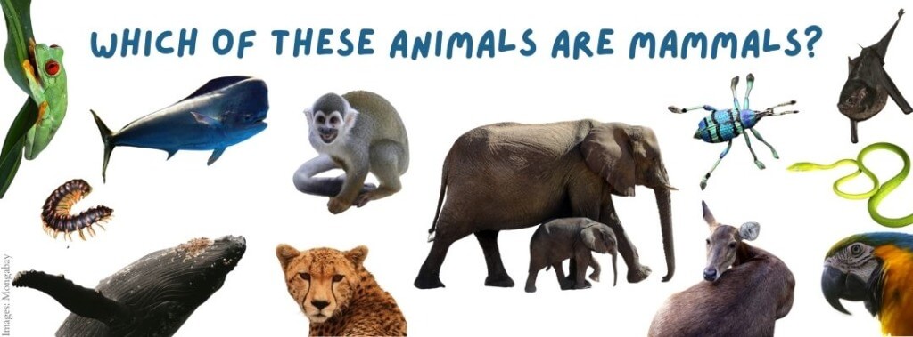 Mammals