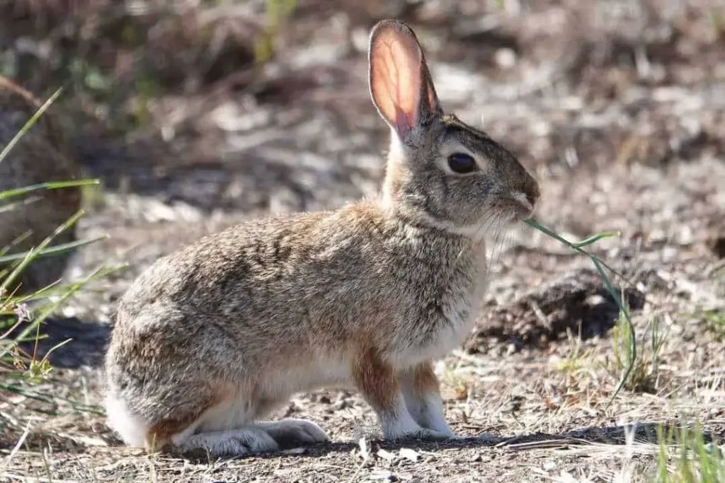 Most Popular Brown Rabbit Names