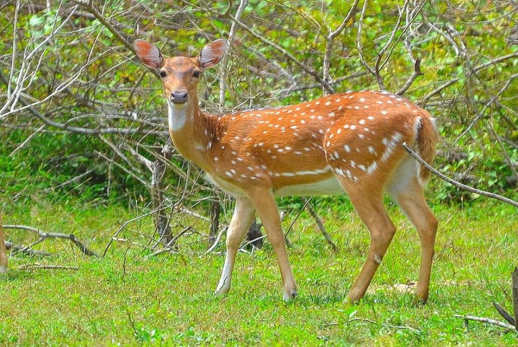 Most Popular Deer Names