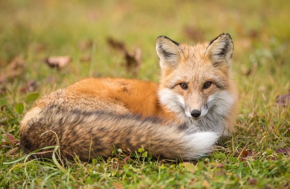 Most Popular Fox Names