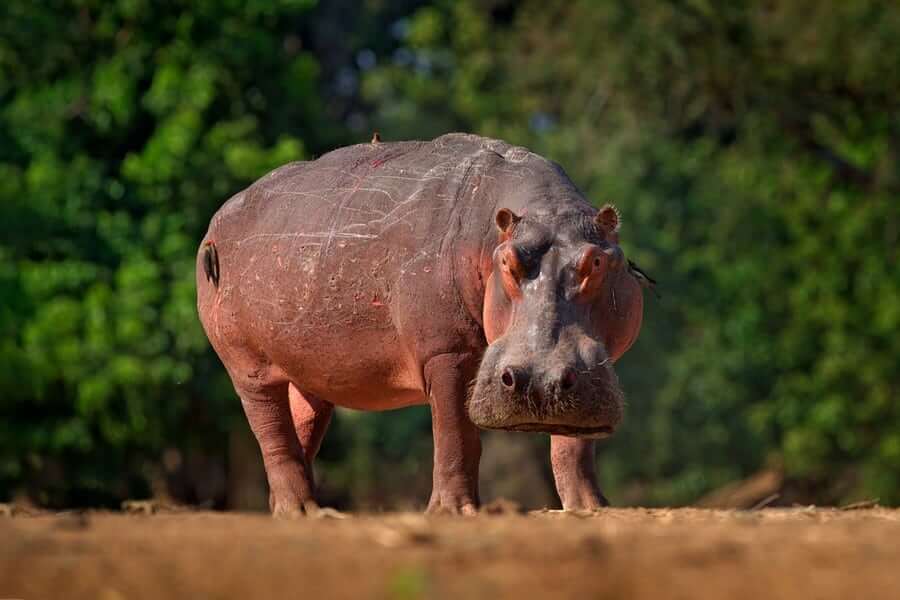 Most Popular Hippopotamus Names