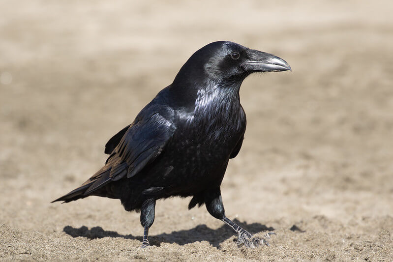 Most Popular Raven Names