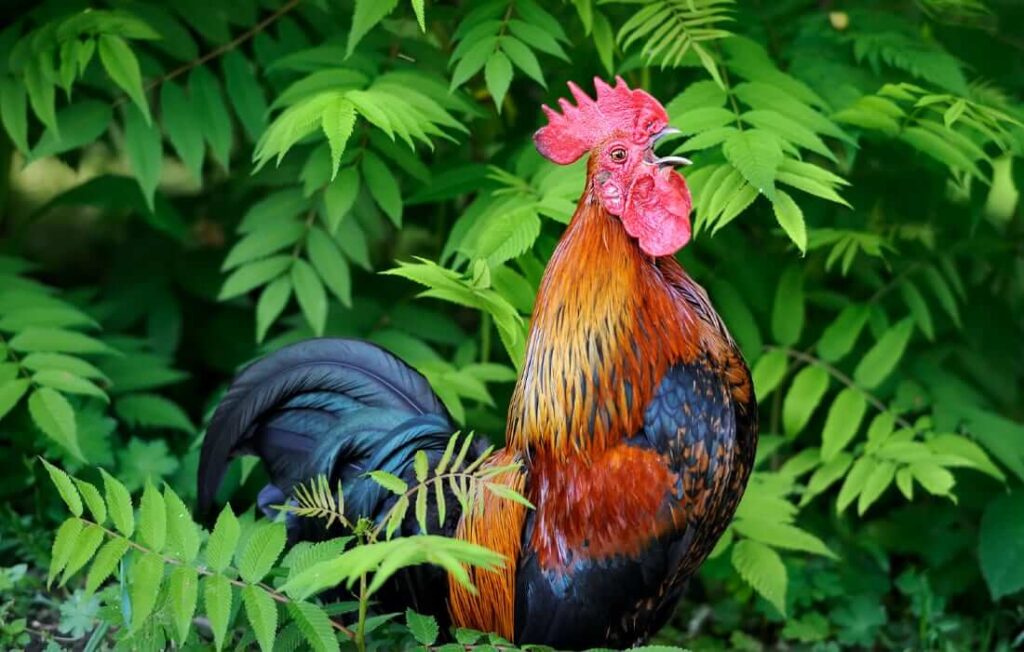 Most Popular Rooster Names