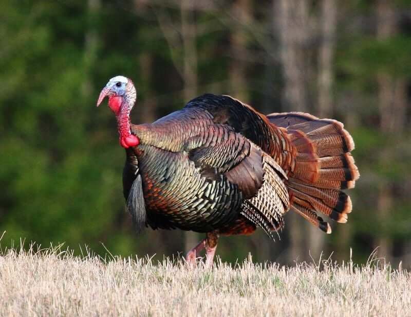 Most Popular Turkey Names