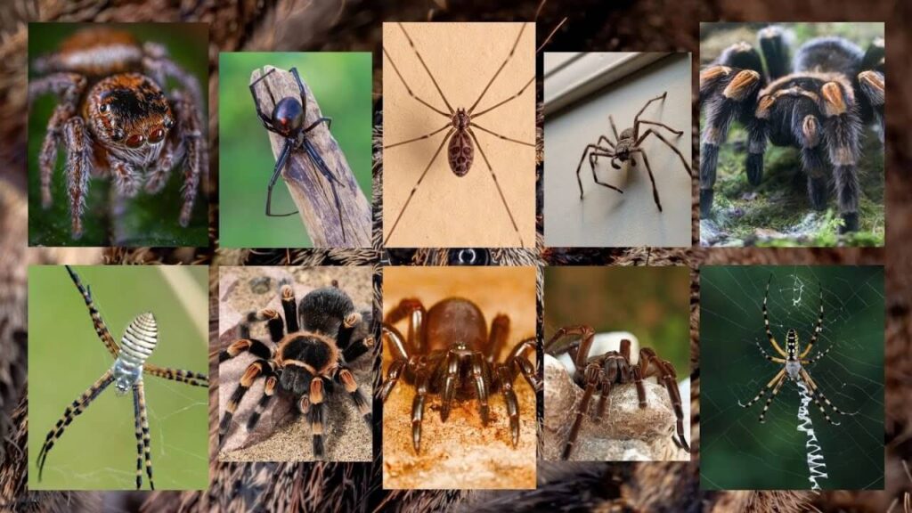 Most Popular Spider Names