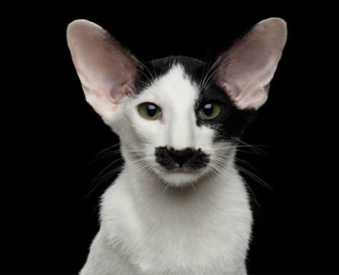 Oriental Shorthair Cat