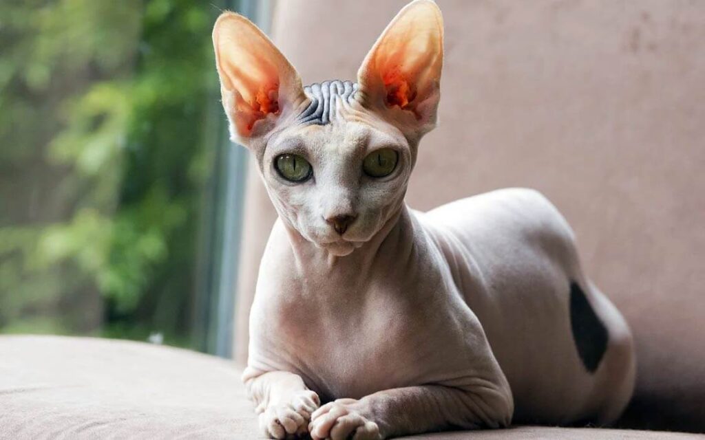 Peterbald Cat