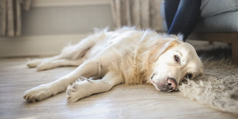 Physical Signs Your Dog is Dying