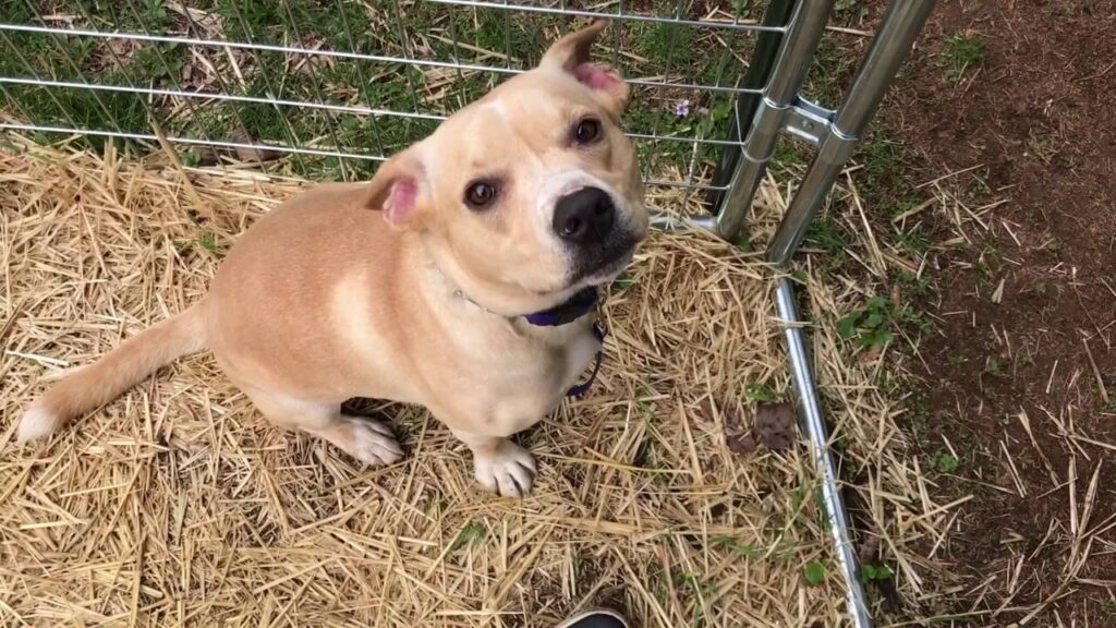 Pitbull Beagle Mix (Beagle Bull)