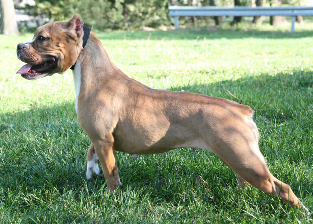 Pitbull Bulldog Mix (Bullpit)