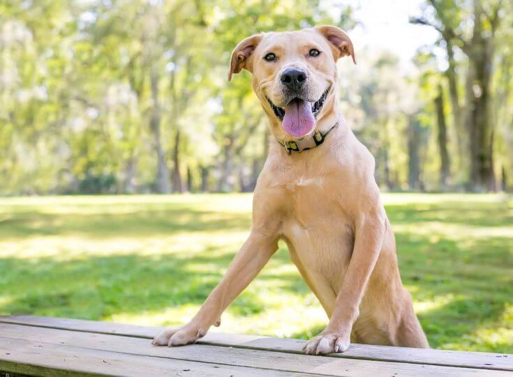 Pitbull Golden Retriever Mix