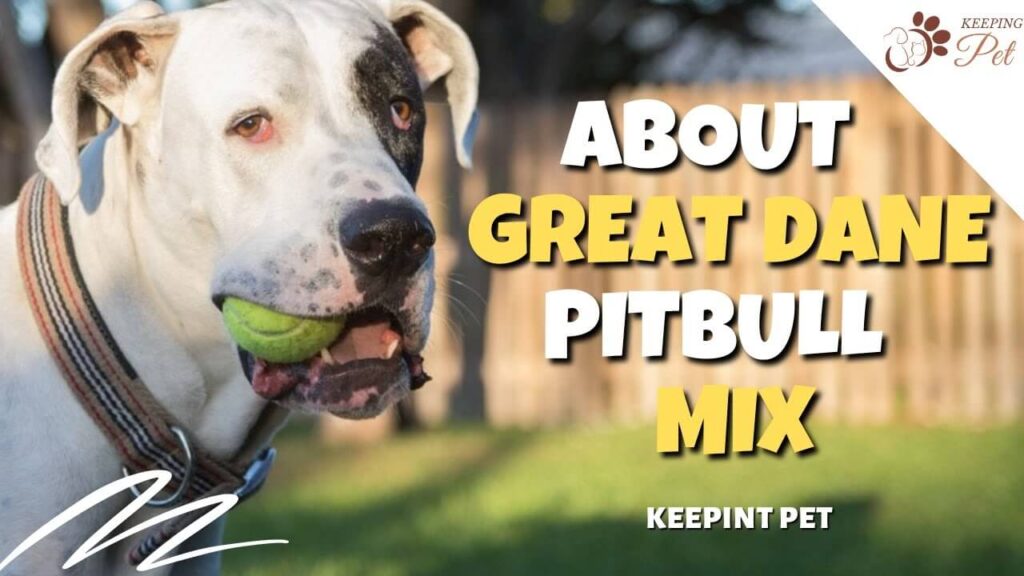 Pitbull Great Dane Mix (Great Danebull)