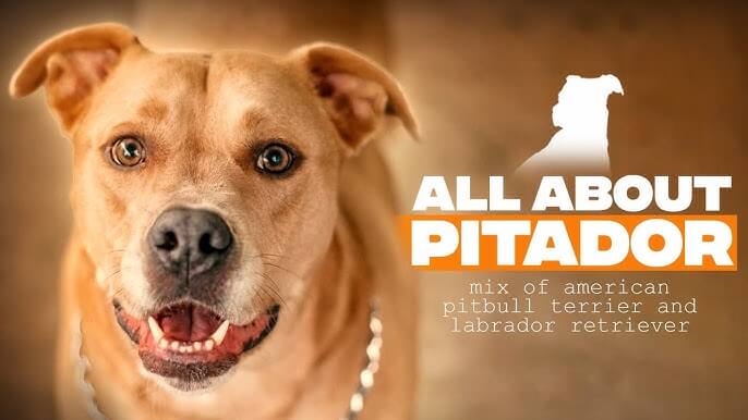 Pitbull Lab Mix (Pitador)