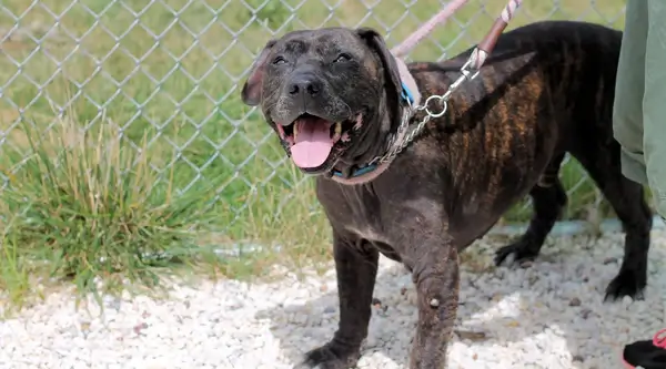 Pitbull Mastiff Mix (Mastibull)