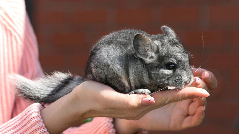 Popular Chinchilla Names