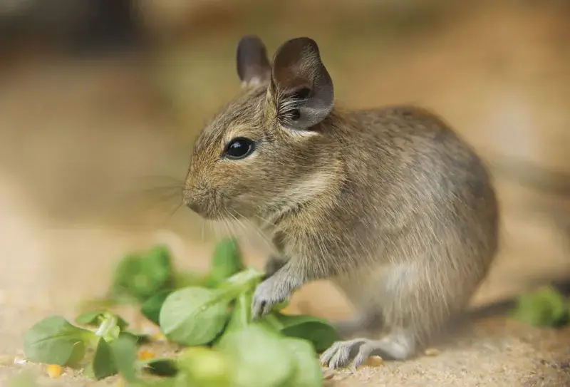 Popular Degu Names