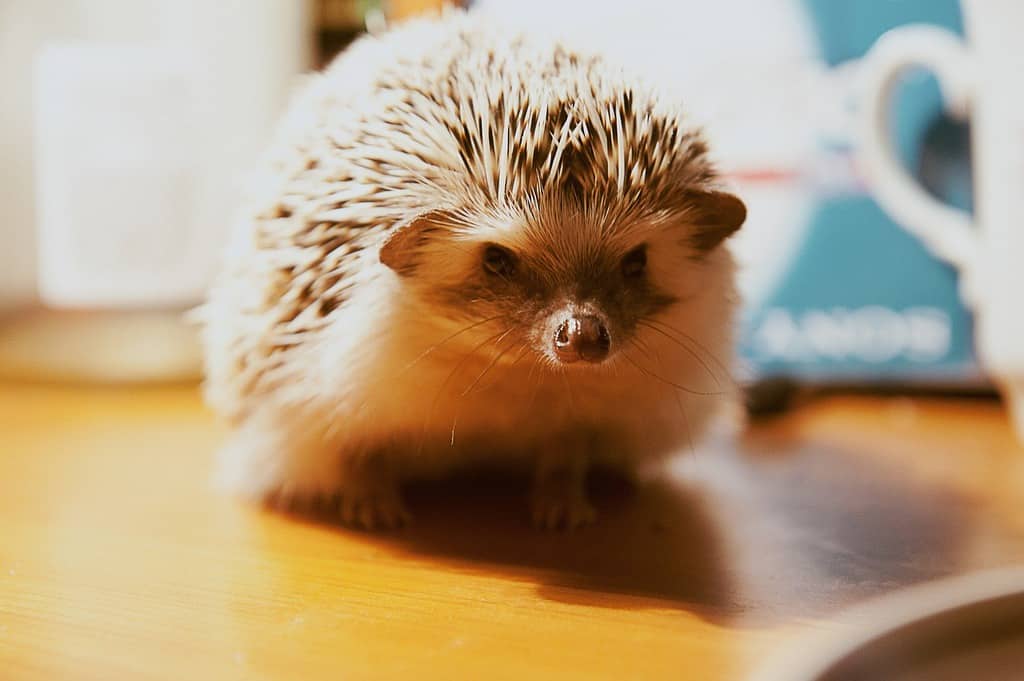 Popular Hedgehog Names