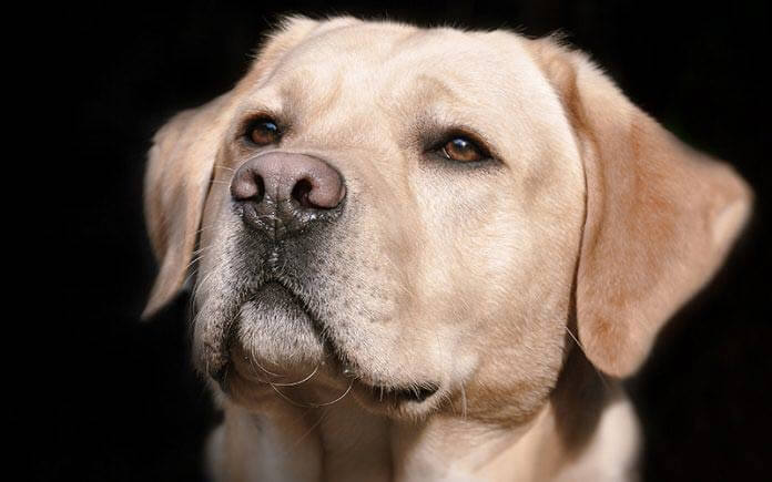 Popular Labrador Retriever Names