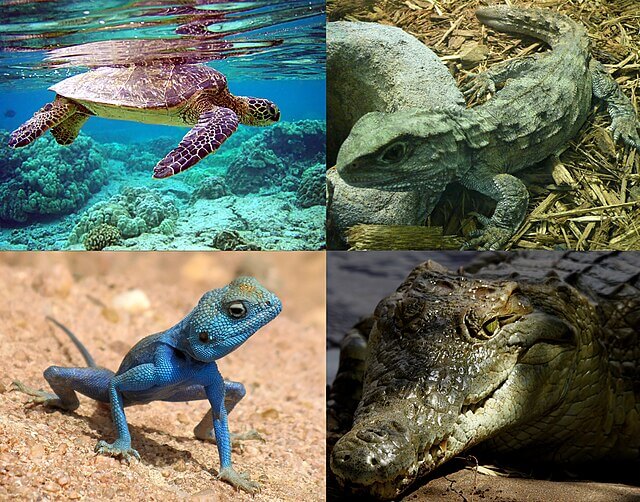 Reptiles