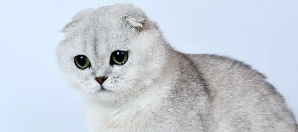 Scottish Fold Cat