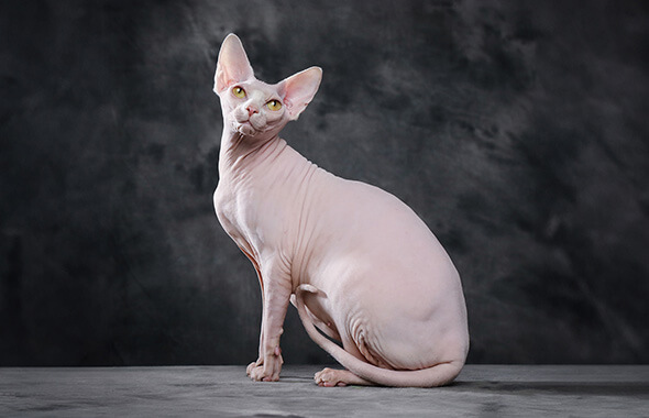 Sphynx Cat