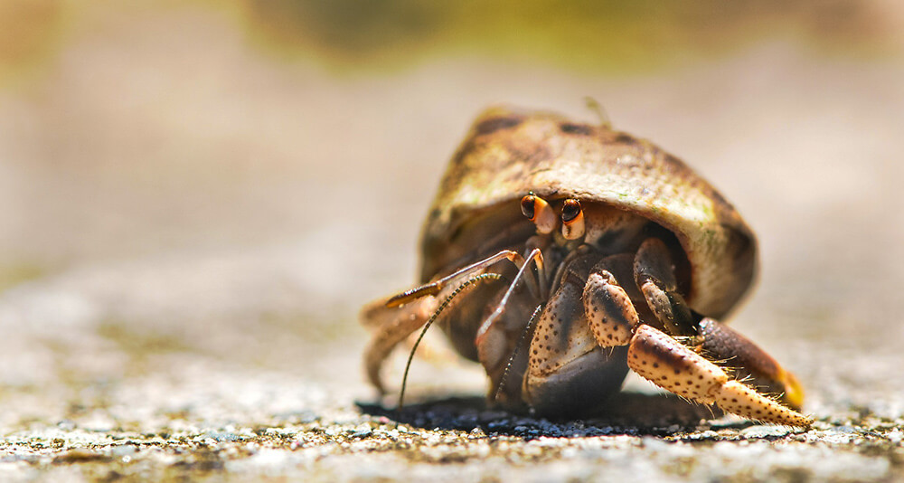 Top Hermit Crab Names