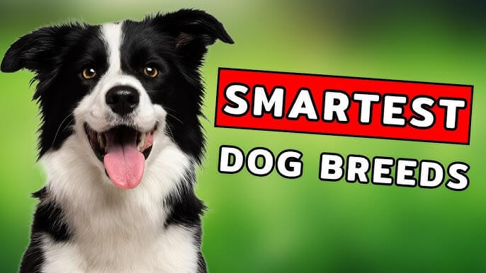 Top 50 Smartest Dog Breeds Ranked