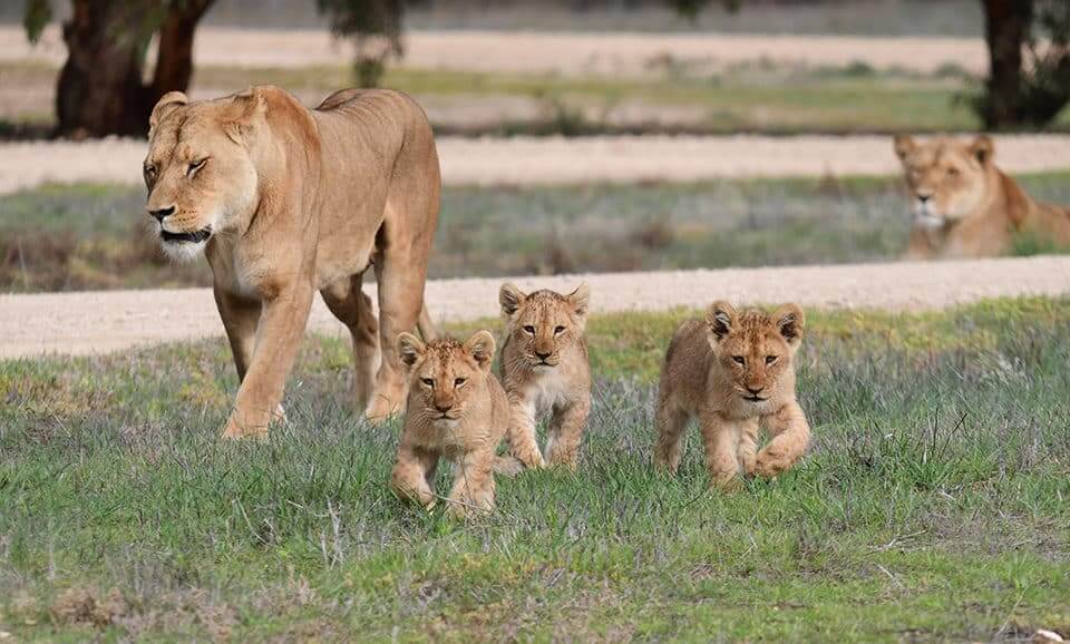 Top Lion Names List