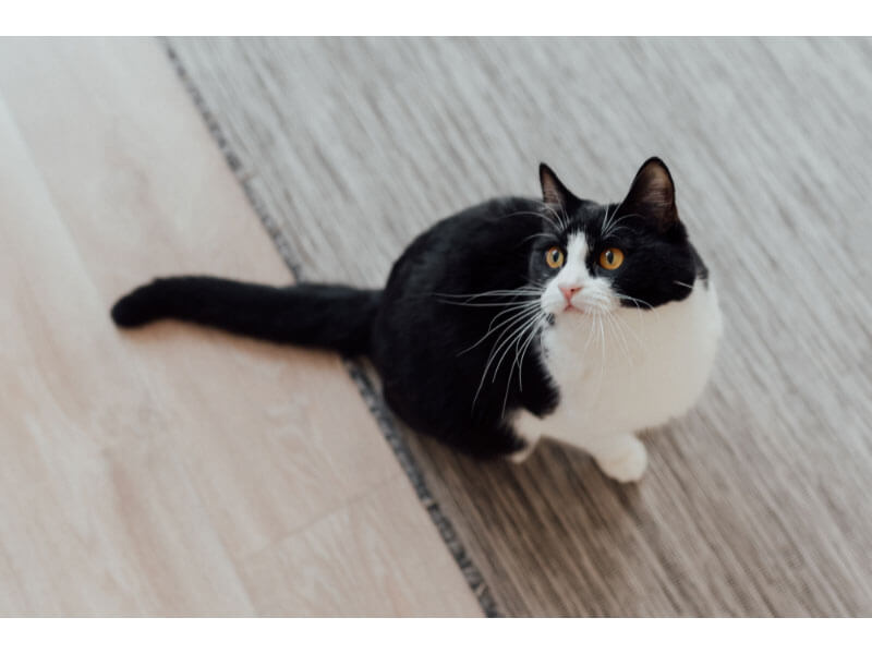 Tuxedo Cats