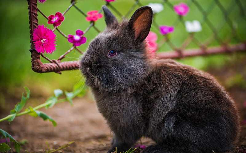 Unique Black Bunny Names