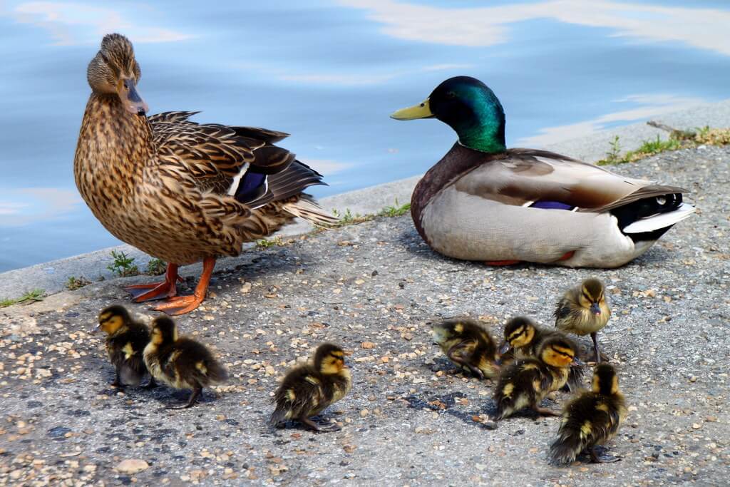 Unique Duck Names